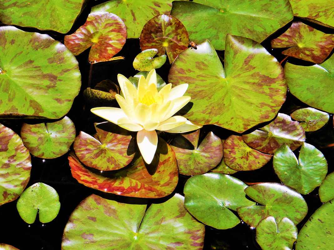 Photograph of a lotus flower. Title: Beauty in Adversity  by Clarissa Cervantes