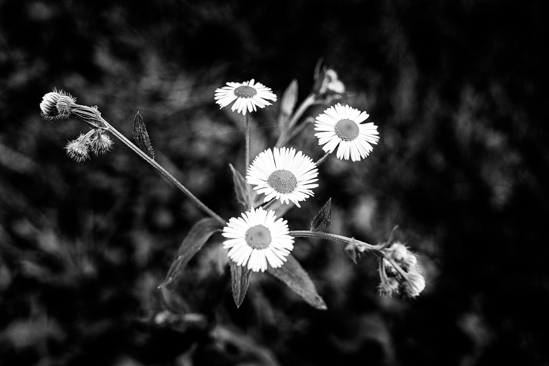 Black and white photograph of flowers. Title: Defiance by Michael Anthony